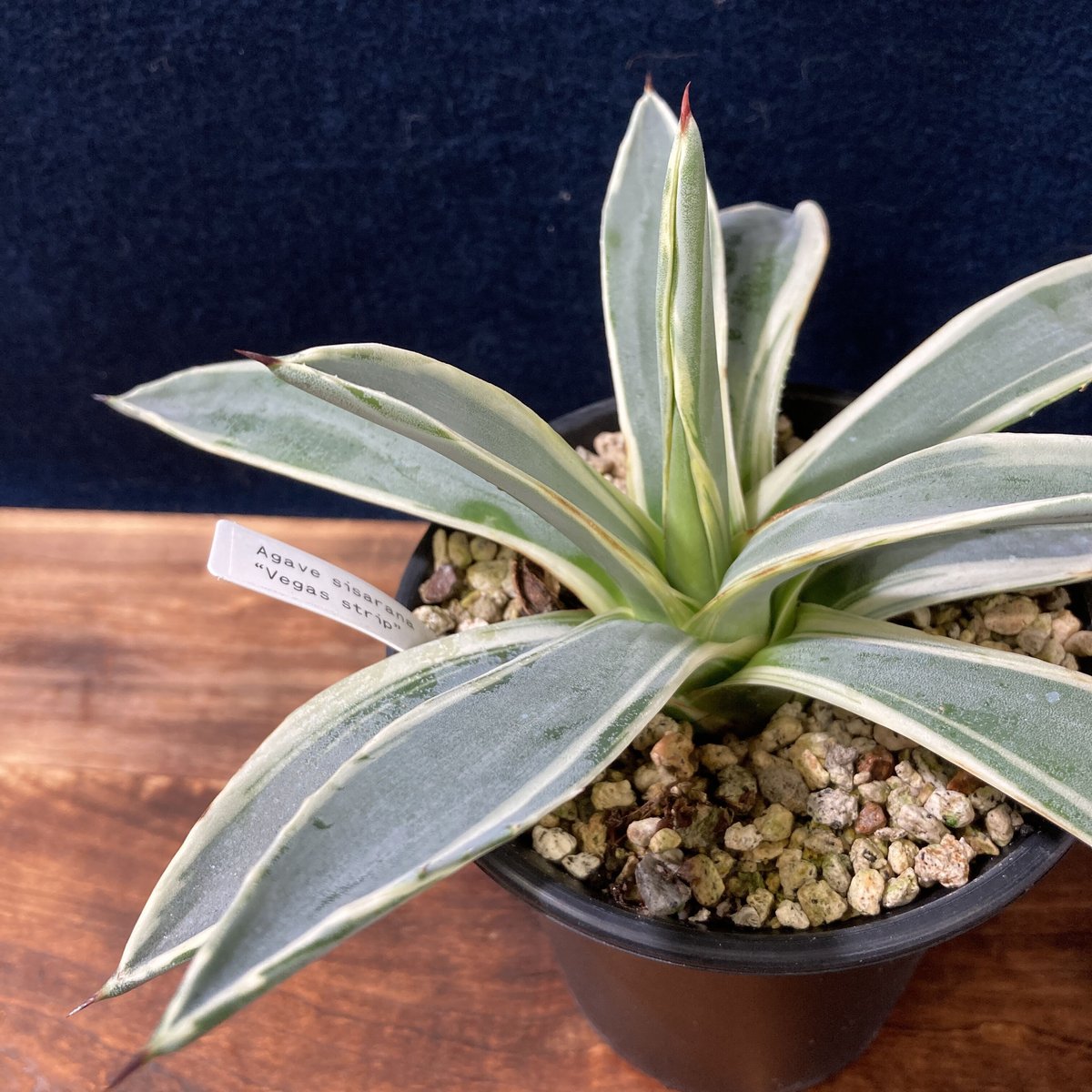 アガベ ベガスストリップ Agave sisalana “Vegas Strip” | rad