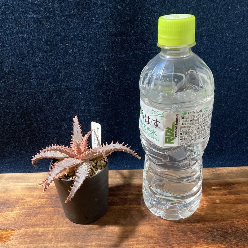 アロエ ワイリーカヨーテ Aloe アロエ ワイリーカヨーテ Aloe