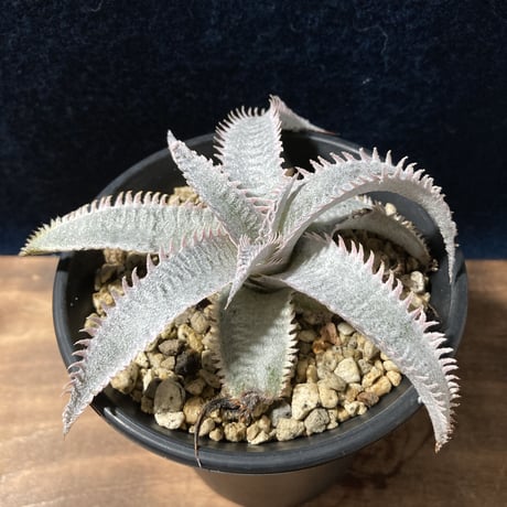 Dyckia ｍarnier-lapostollei “Pink Spine”　ディッキア マルニエラポストレイ ピンクスパイン