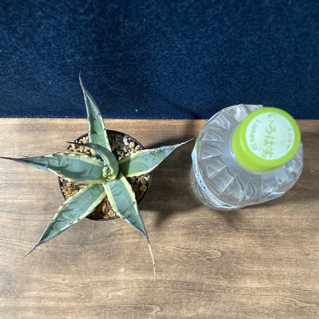 アガベ スカブラ錦 白黄覆輪　Agave scabra f.marginata