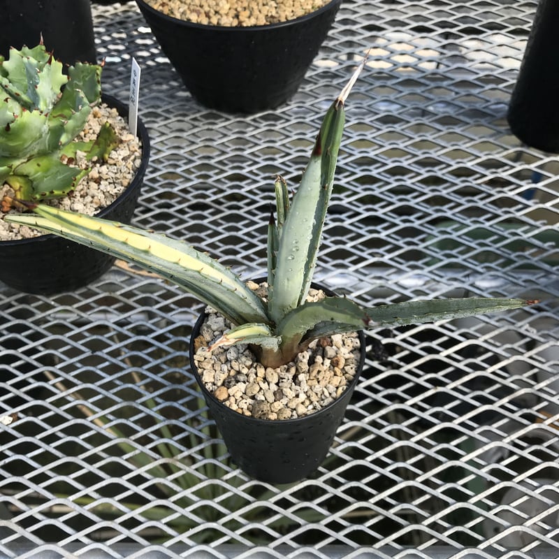 多肉植物マクロアカンサ錦．太濃黄中斑 極上株 【公式通販】