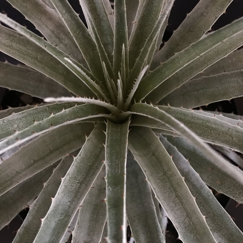 プヤ セルーレア Puya coerulea var. coerulea | radical