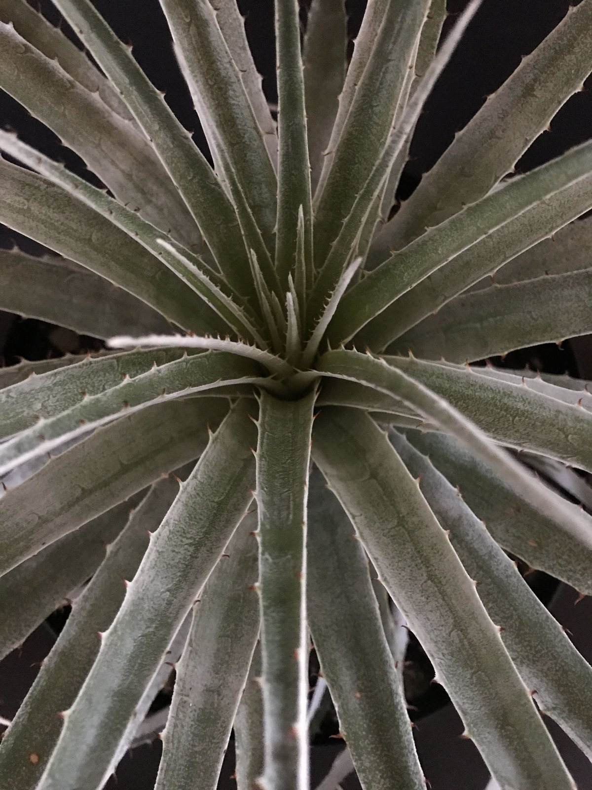 プヤ セルーレア U 特白個体 【公式通販】