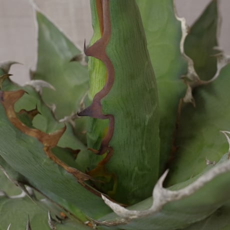 アガベ  キシロナカンサ  ‘ブルー’ 　強刺・短葉　／　Agave  xylonacansa “Blue”
