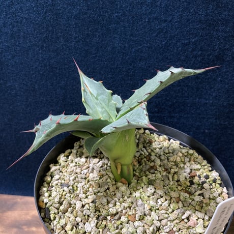 アガベ フェロックス “ギガンティア” 平尾氏輸入株　Agave salmiana v.ferox “Gigantia”　Mr.HIRAO