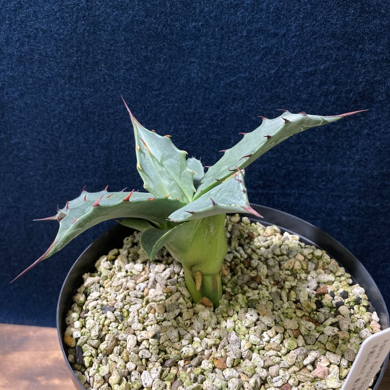 アガベ フェロックス “ギガンティア” 平尾氏輸入株 Agave salmiana v