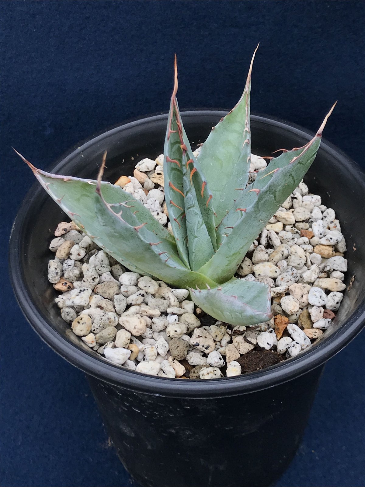 アガベ タランチュラ チタノタ Tarantula Agave 極上株 イラン産 選抜