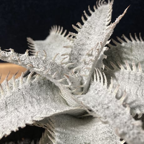 Dyckia ｍarnier-lapostollei v.estevesii WBC2006 Bill Baker　ディッキア  マルニエラポストレイ エステベシー  WBC2006  ビルベイカー