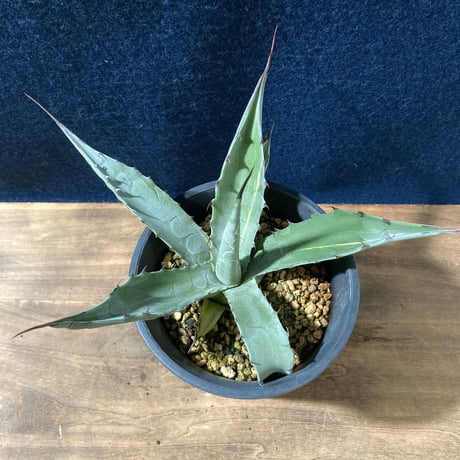 アガベ スカブラ錦 縞斑　Agave scabra f.striata