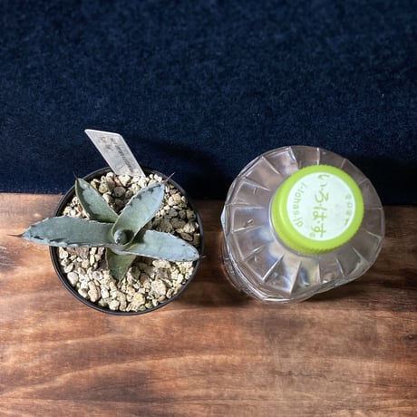 アガベ ファンキートゥース 　Agave americana v.protoamericana “Funky Toes”