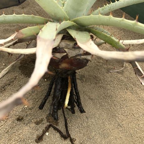 プヤ ベヌスタ  Puya venusta