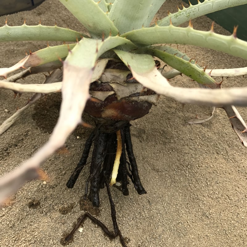 プヤ ベヌスタ Puya venusta | radical botanics