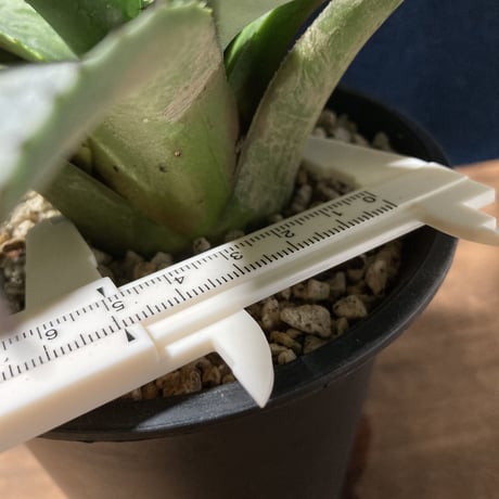 アガベ フェロックス ジョーズタイプ　Agave salmiana v.ferox Jaws Type