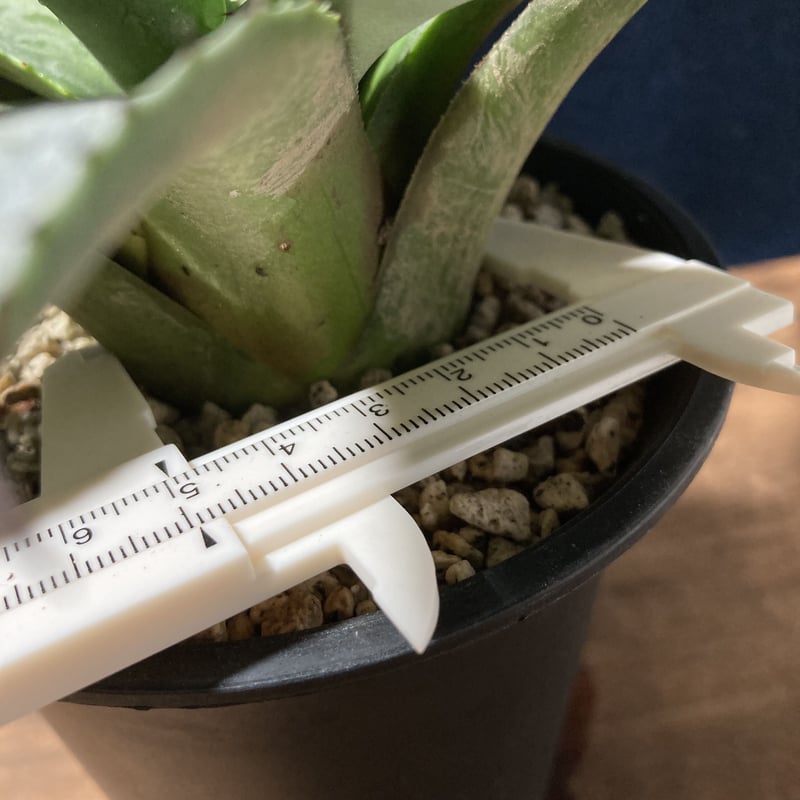 アガベ フェロックス ジョーズタイプ Agave salmiana v.ferox Jaws