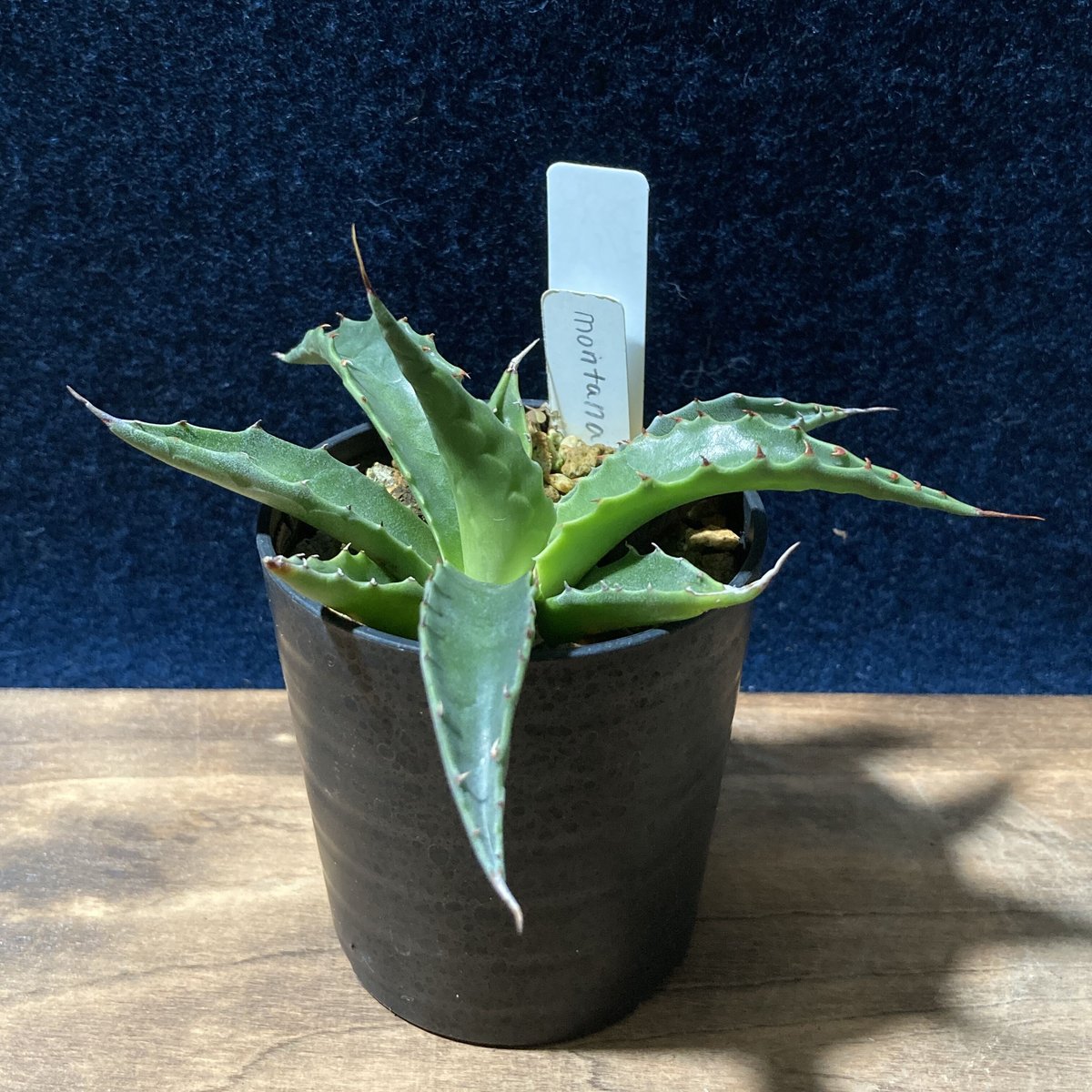 US実生株 Agave montana アガベ モンタナ - 観葉植物