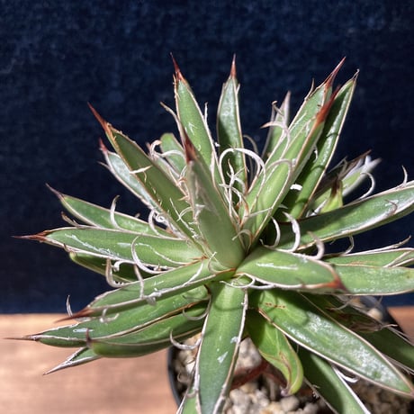 アガベ  姫乱れ雪  極小古株　Agave parviflora