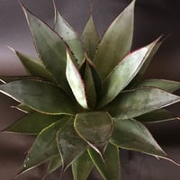 アガベ ブルーグロー  ‘Blue Glow’  (A. attenuata × A. ocahui)
