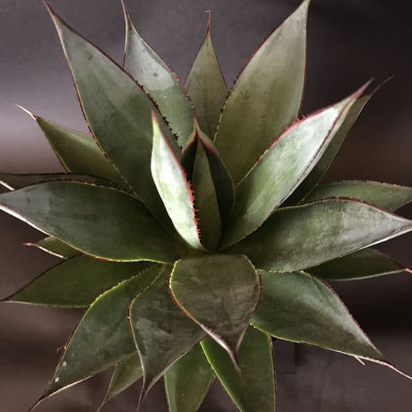 アガベ ブルーグロー  ‘Blue Glow’  (A. attenuata × A. ocahui)