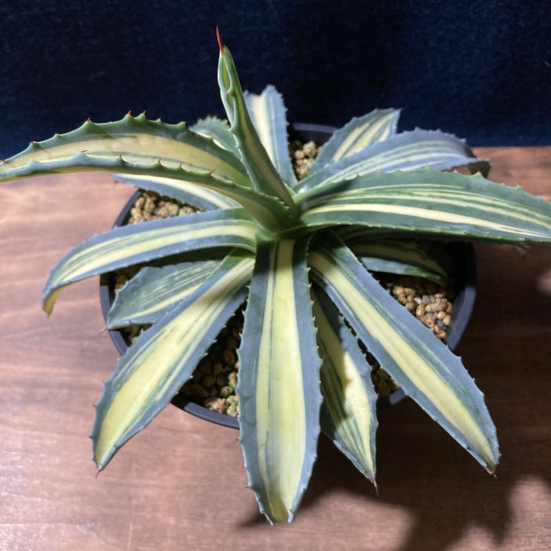 ☆アガベ アメリカーナ 斑 中株☆ アガベ アメリカーナ 縞黄斑 Agave