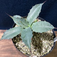 アガベ フェロックス “ギガンティア” 平尾氏輸入株　Agave salmiana v.ferox “Gigantia”　Mr.HIRAO