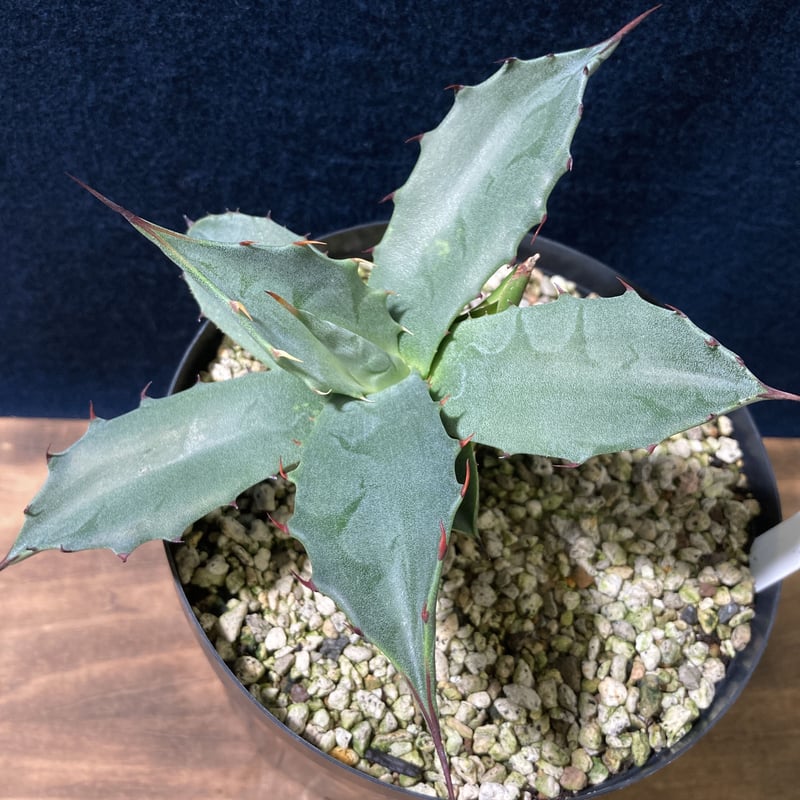 アガベ フェロックス “ギガンティア” 平尾氏輸入株 Agave salmiana v