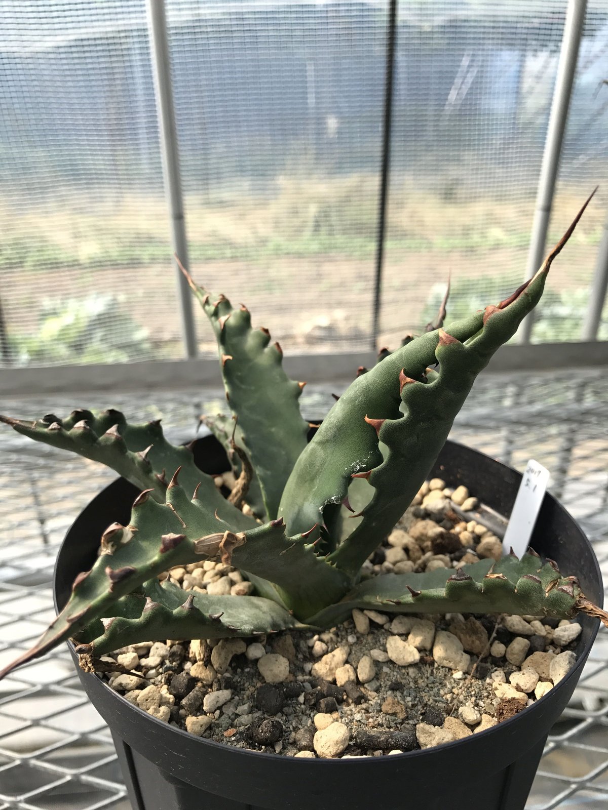 アガベ ジェントリー ジョーズ 