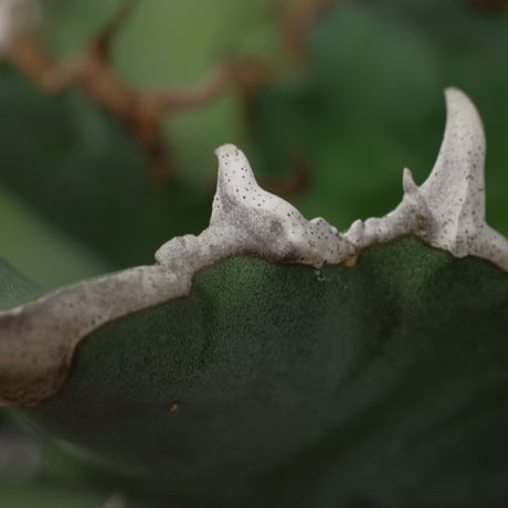 アガベ　チタノータ　Agave　titanota