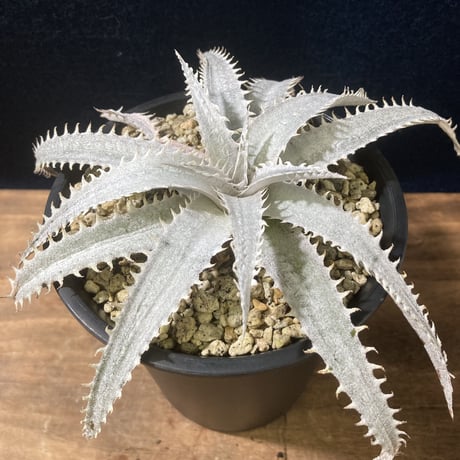 Dyckia Grand Marnier   ディッキア  グランマルニエ
