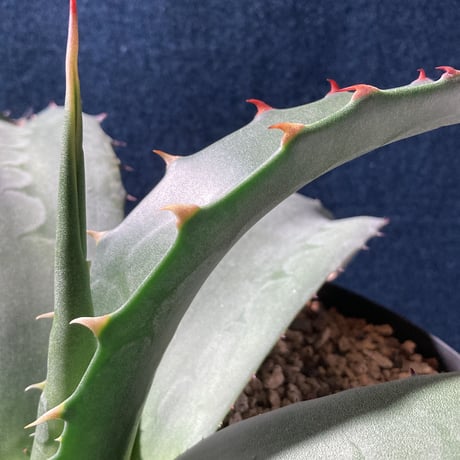 アガベ フェロックス “ギガンティア” 平尾氏輸入株　Agave salmiana v.ferox “Gigantia”　Mr.HIRAO