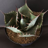 アガベ　❛ファイヤーボール❜　Agave  parrasana  ’Fire ball’