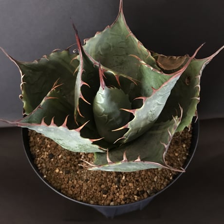アガベ　❛ファイヤーボール❜　Agave  parrasana  ’Fire ball’