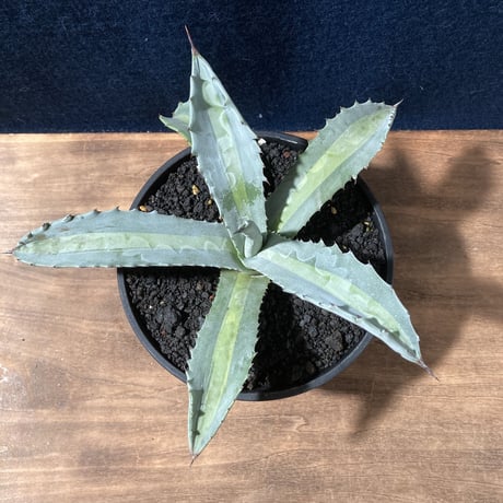 アガベ プロトアメリカーナ “レモンライム”　Agave americana v.protoamericana Lemon Lime
