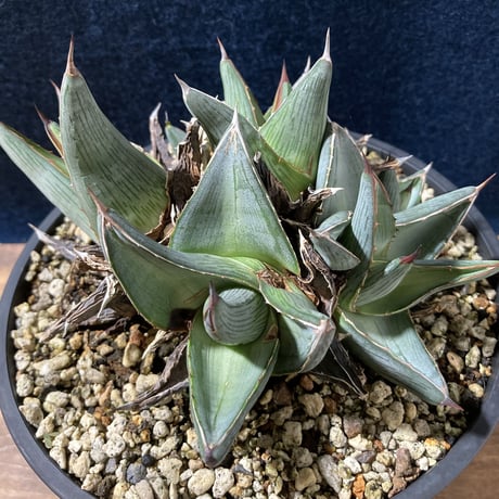 アガベ プミラ クラスターフェスト　Agave pumila “Clusterfest”