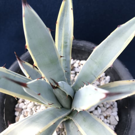 アガベ  マクロアカンサ錦　覆輪 　Agave macroacantha variegated