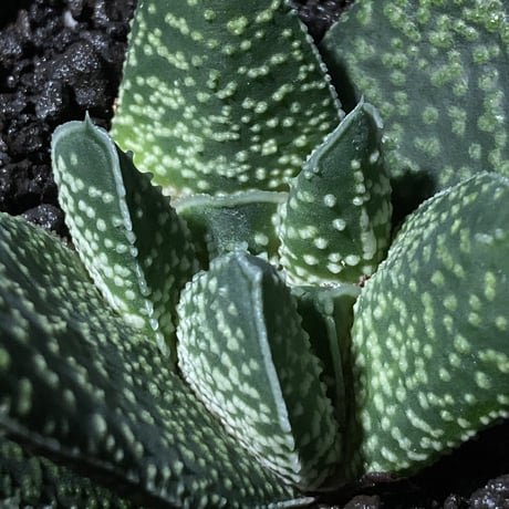 ガステリア 白星竜 モンスト　Gasteria carinata v.verrucosa f.monst.
