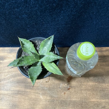 アガベ サルミアナ 墨中斑 “グリーンライトニング”   Agave salmiana “Green Lightning”
