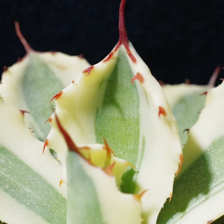 アガベ   スーパークラウン　Agave  potatrum   ‘Super  Crown’