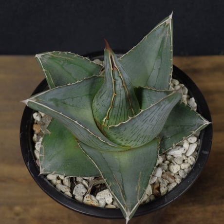アガベ   プミラ　Agave  pumila
