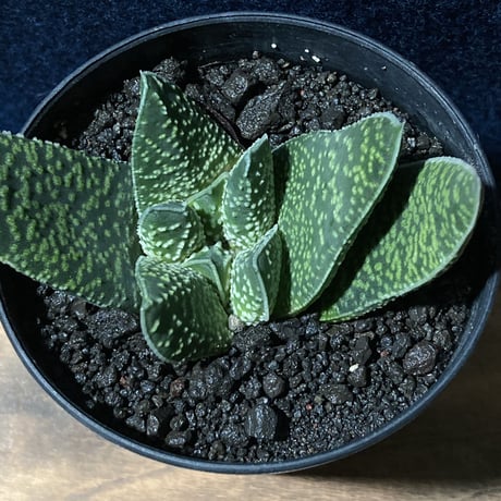 ガステリア 白星竜 モンスト　Gasteria carinata v.verrucosa f.monst.