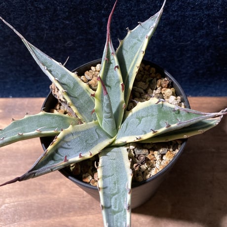 アガベ ザルケンシス錦 白黄覆輪　Agave scabra v.zarucensis f. aureo marginata