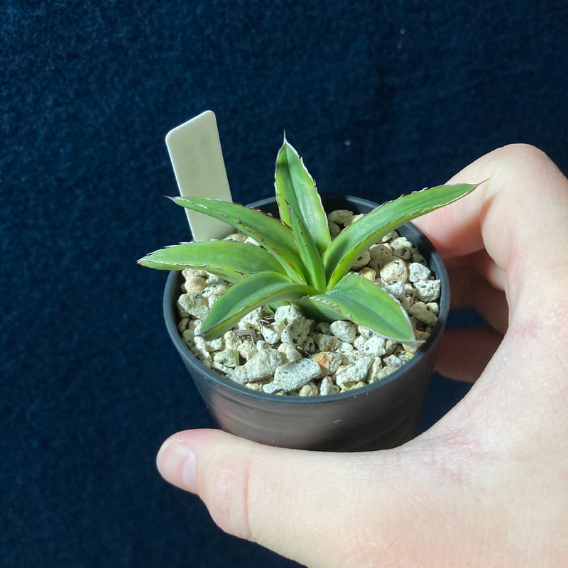アガベ 笹の雪 濃覆輪 2号鉢 | radical botanics