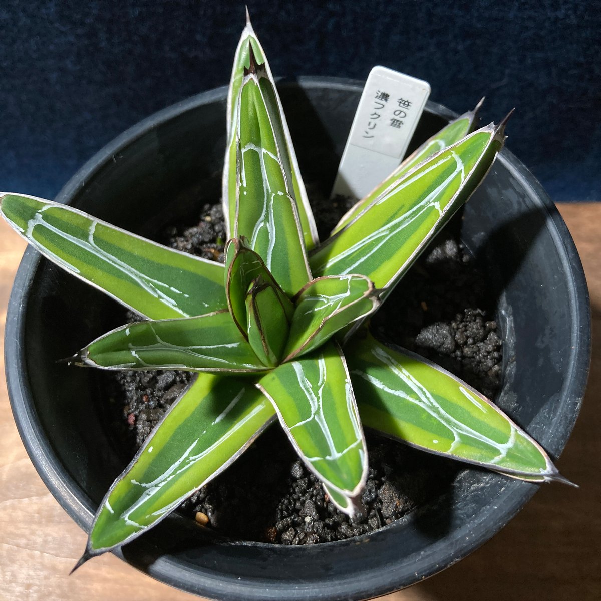 アガベ 笹の雪 濃覆輪 3.5号鉢 | radical botanics