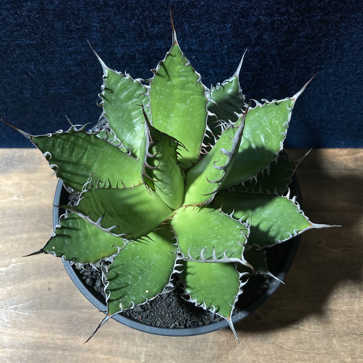 【有望株】ホリダ　ライムグリーン　強鋸歯 アガベ ホリダ 強鋸歯 Agave horrida | radical botanics
