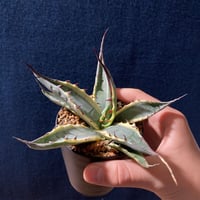 アガベ スカブラ錦 白黄覆輪　Agave scabra f.marginata