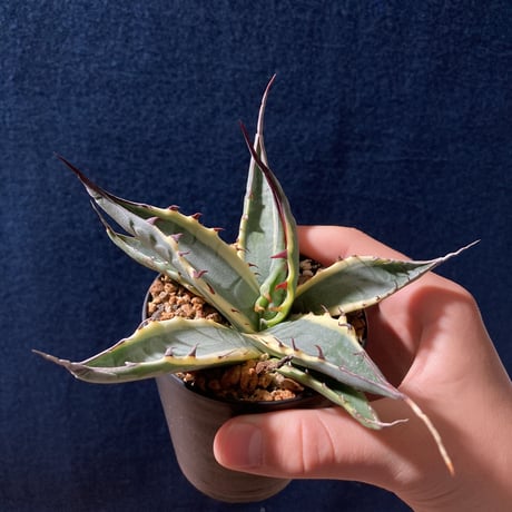 アガベ スカブラ錦 白黄覆輪　Agave scabra f.marginata