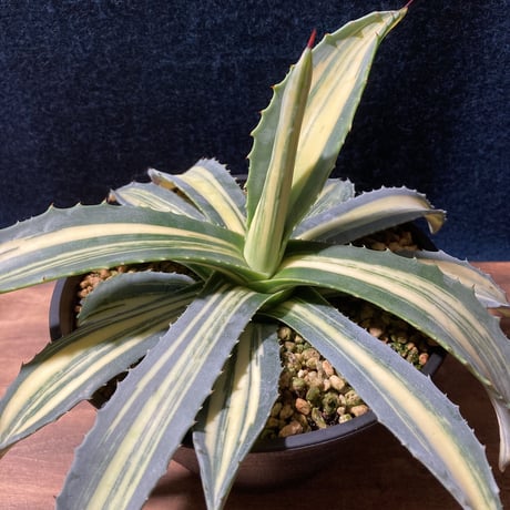 アガベ アメリカーナ 縞黄斑　Agave americana f.striata