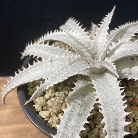 Dyckia Grand Marnier   ディッキア  グランマルニエ