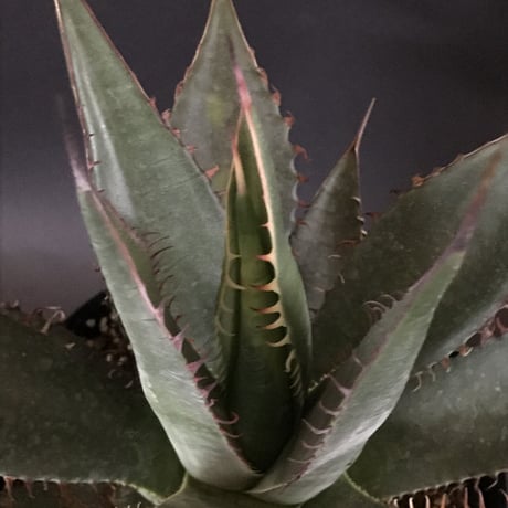 アガベ　シャウイ　Agave　shawii