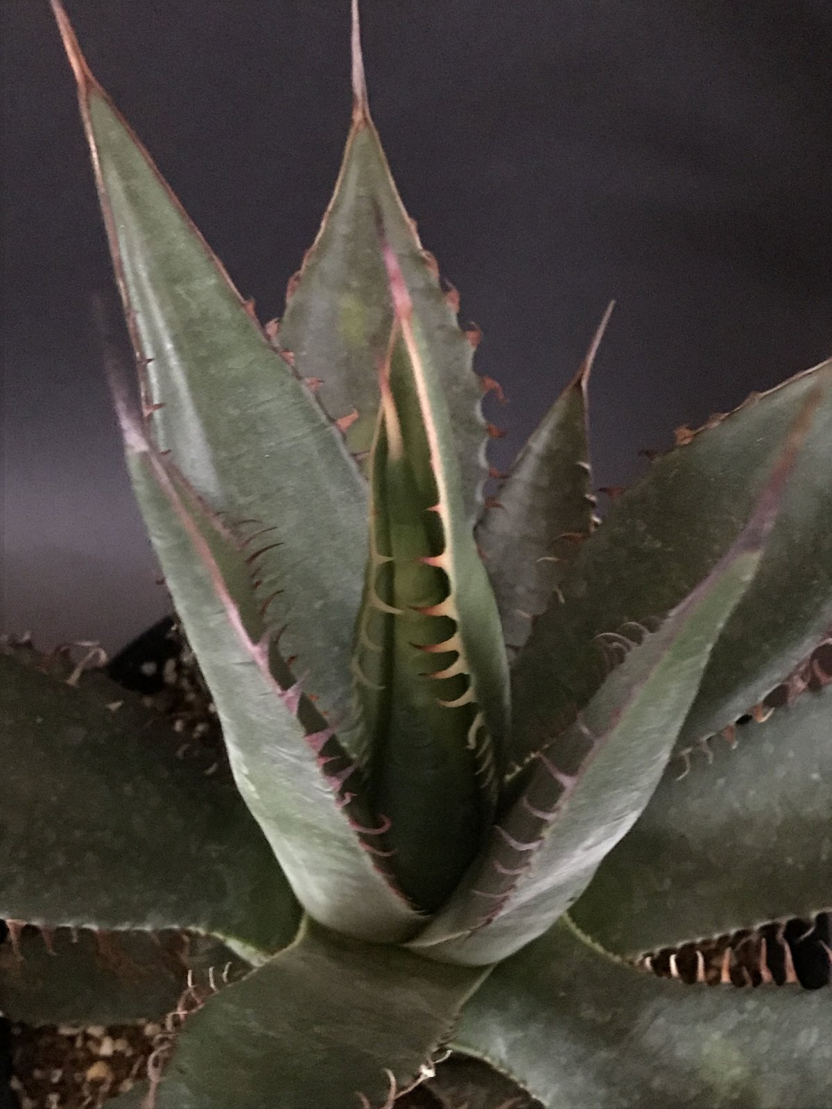 アガベ シャウイ Agave shawii | radical botanics