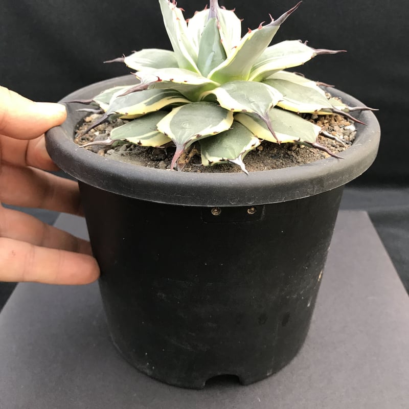 アガベ ❛クリームスパイク❜ Agave applanata 'Cream Spike'